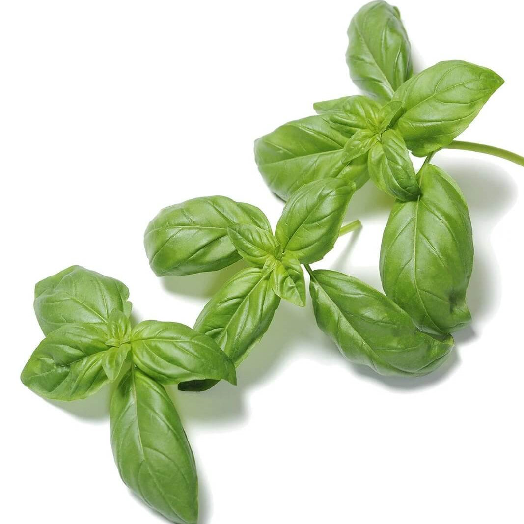 Genovese Ocimum Basilicum Basil Seeds