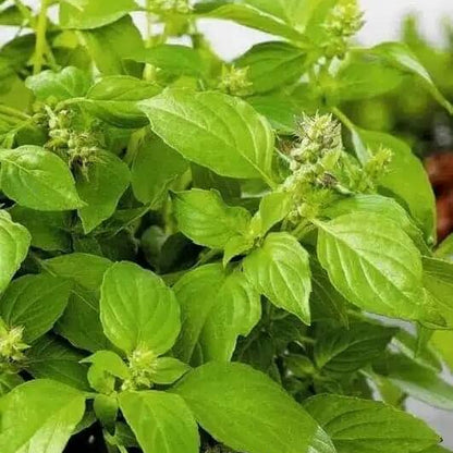 Genovese Ocimum Basilicum Basil Seeds