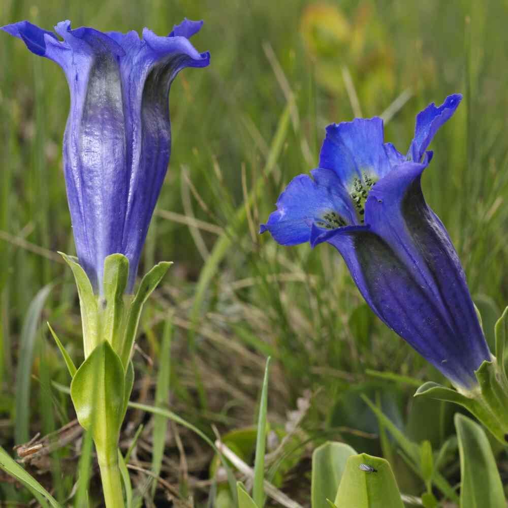Gentian Seeds - Flower Plant