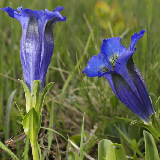 Gentian Seeds - Flower Plant