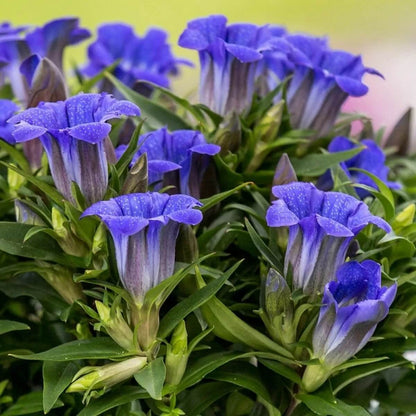 Gentian Seeds - Flower Plant