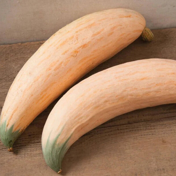 Georgia Candy Rooster Squash seeds