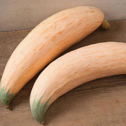 Georgia Candy Rooster Squash seeds