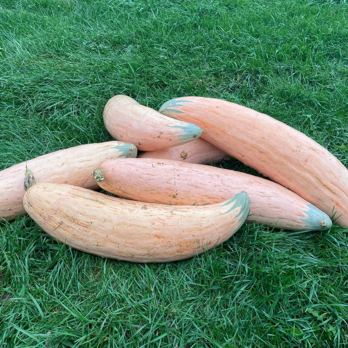 Georgia Candy Rooster Squash seeds