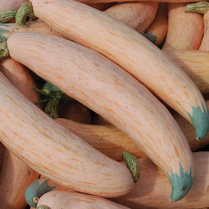 Georgia Candy Rooster Squash seeds