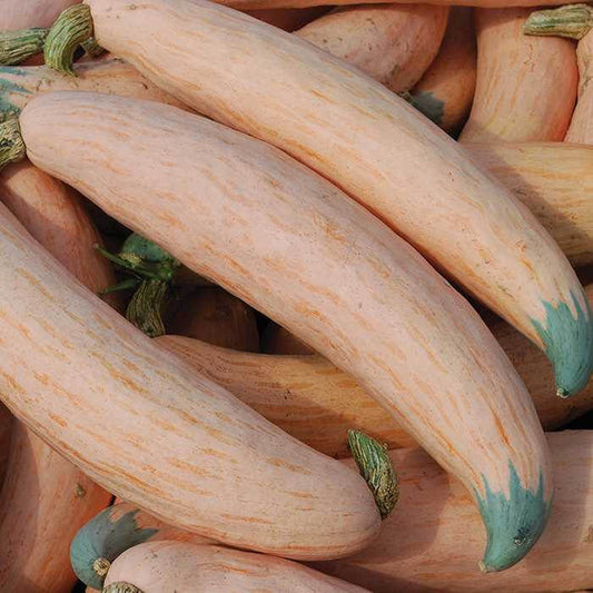 Georgia Candy Rooster Squash seeds