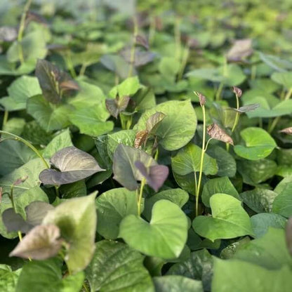 Georgia Jet Sweet Potato Seeds