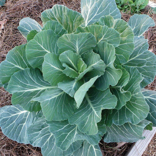 Georgia Southern Collard Green Seeds 