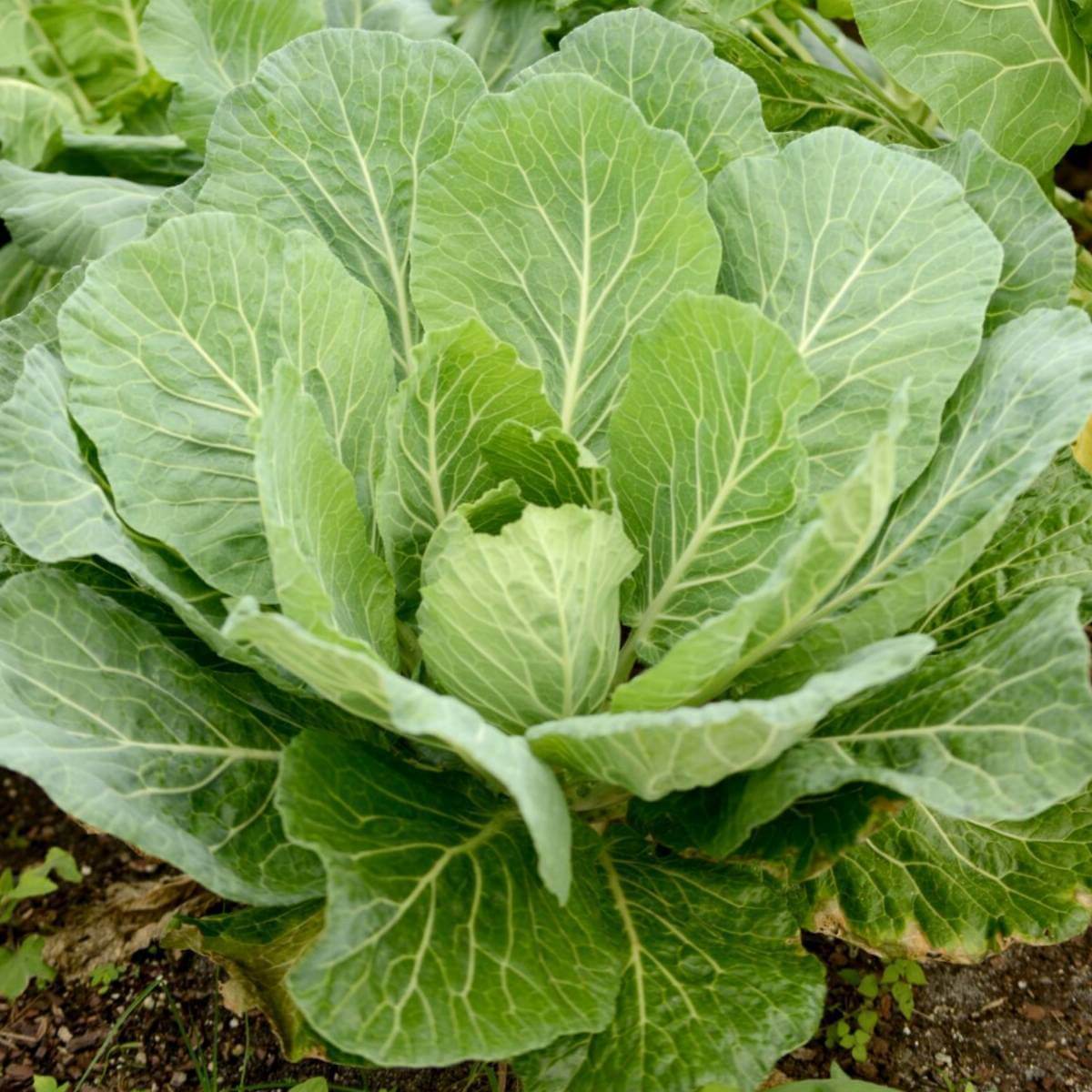 Georgia southern collard green seeds - Vegetable Plant