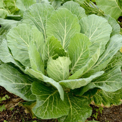 Georgia southern collard green seeds - Vegetable Plant