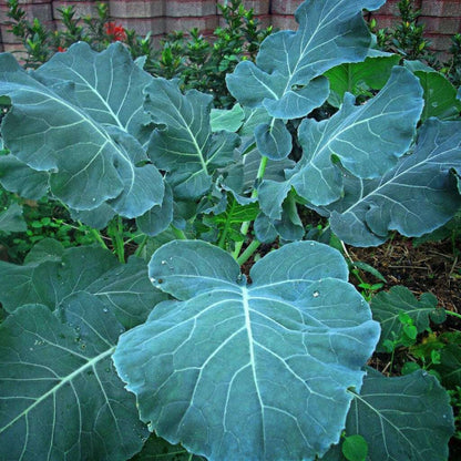 Georgia southern collard green seeds - Vegetable Plant