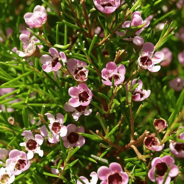 Geraldton Wax seeds