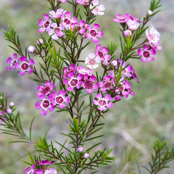 Geraldton Wax seeds