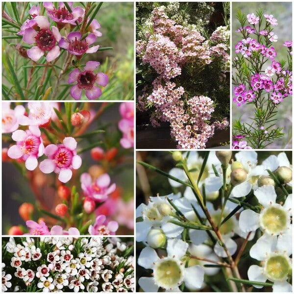 Geraldton Wax seeds - All in for home gardens