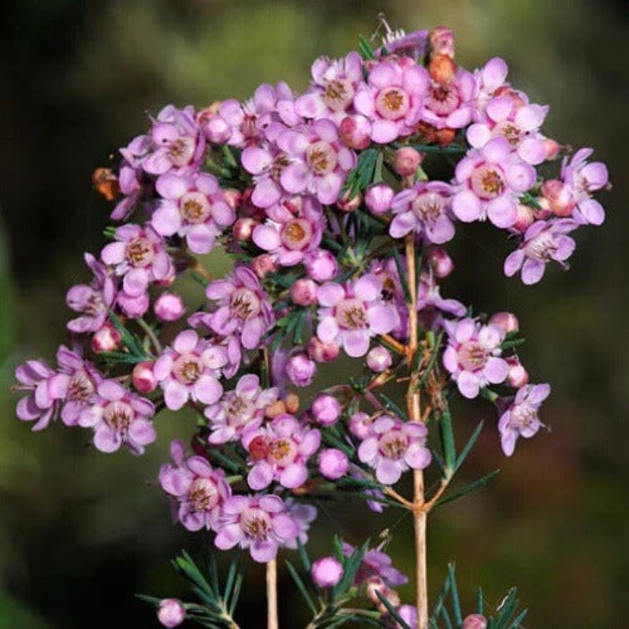 Geraldton Wax seeds - All in for home gardens