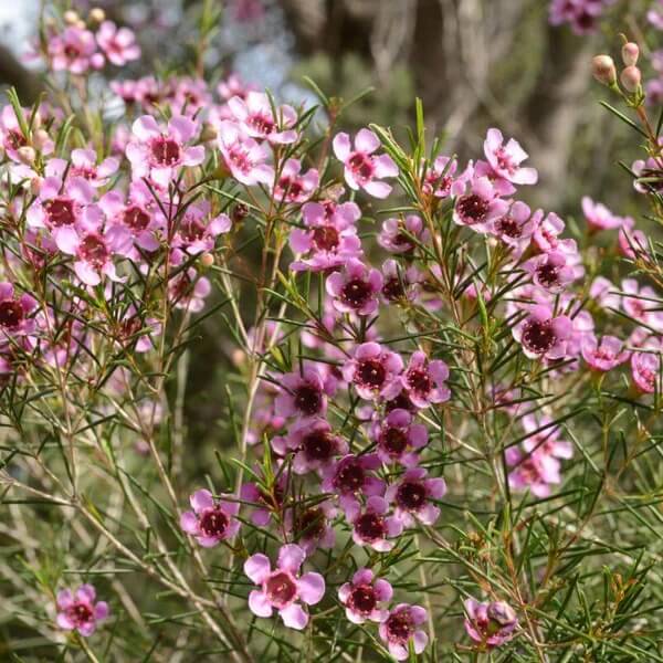 Geraldton Wax seeds - All in for home gardens