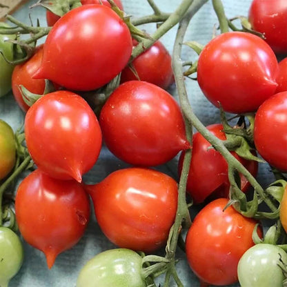Geranium Kiss Tomato Seeds
