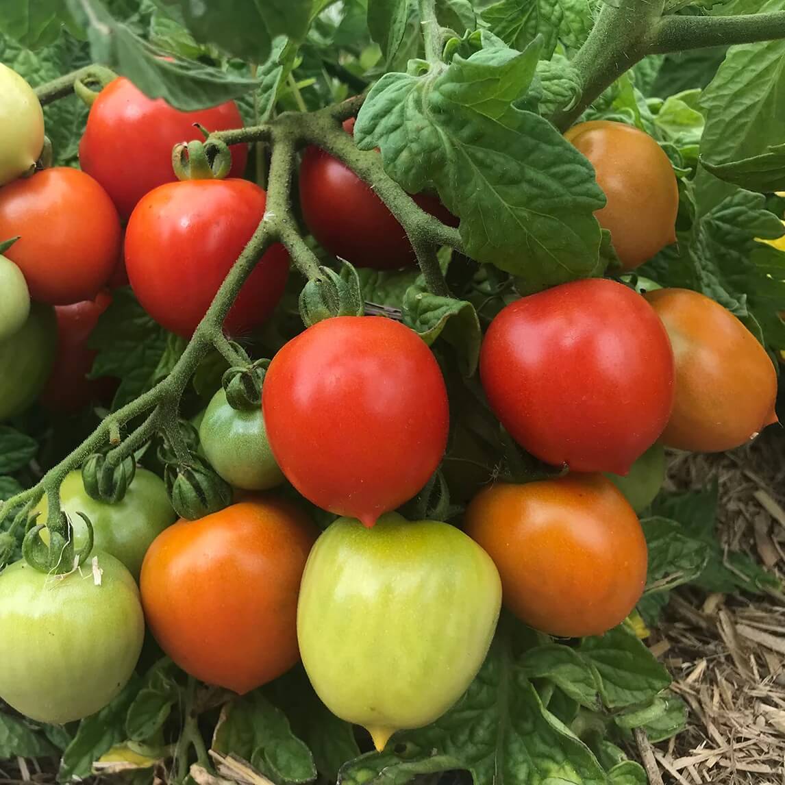 Geranium Kiss Tomato Seeds