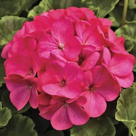 Geranium Maverick Rose Seeds 