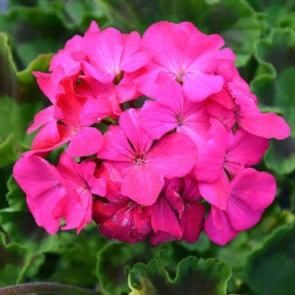 Geranium Maverick Rose Seeds 
