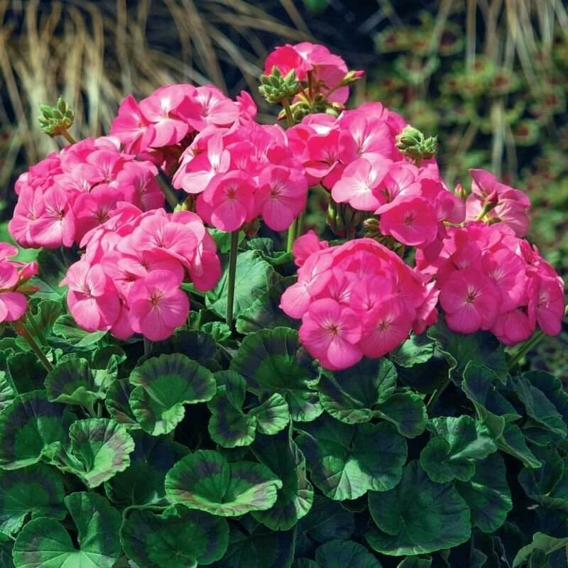 Geranium Maverick Rose Seeds 