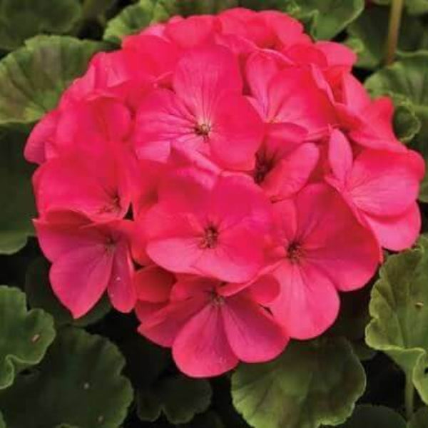 Geranium Maverick Rose Seeds 
