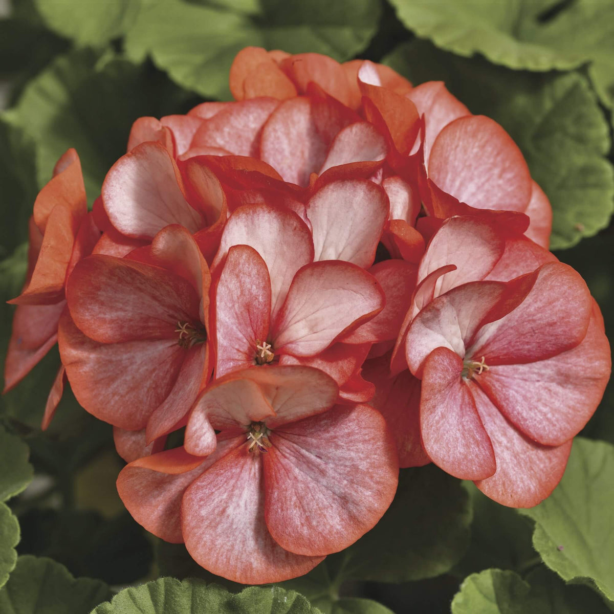 Geranium Maverick Scarlet Seeds