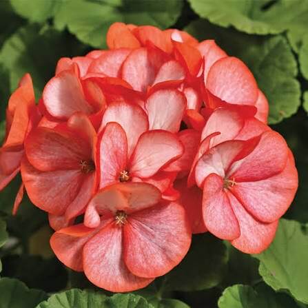 Geranium Maverick Scarlet Seeds