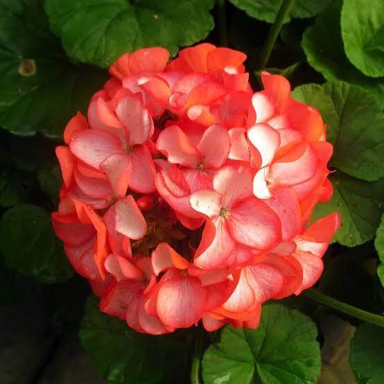 Geranium Maverick Scarlet Seeds
