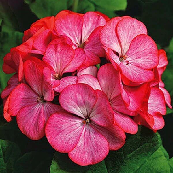 Geranium Maverick Scarlet Seeds