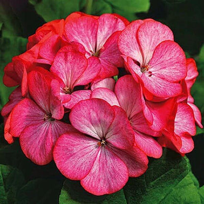 Geranium Maverick Scarlet Seeds