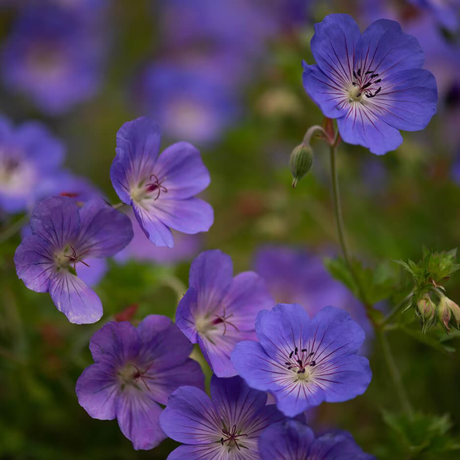 Geranium Seeds