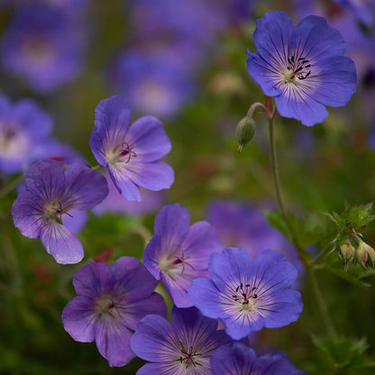 Geranium Seeds