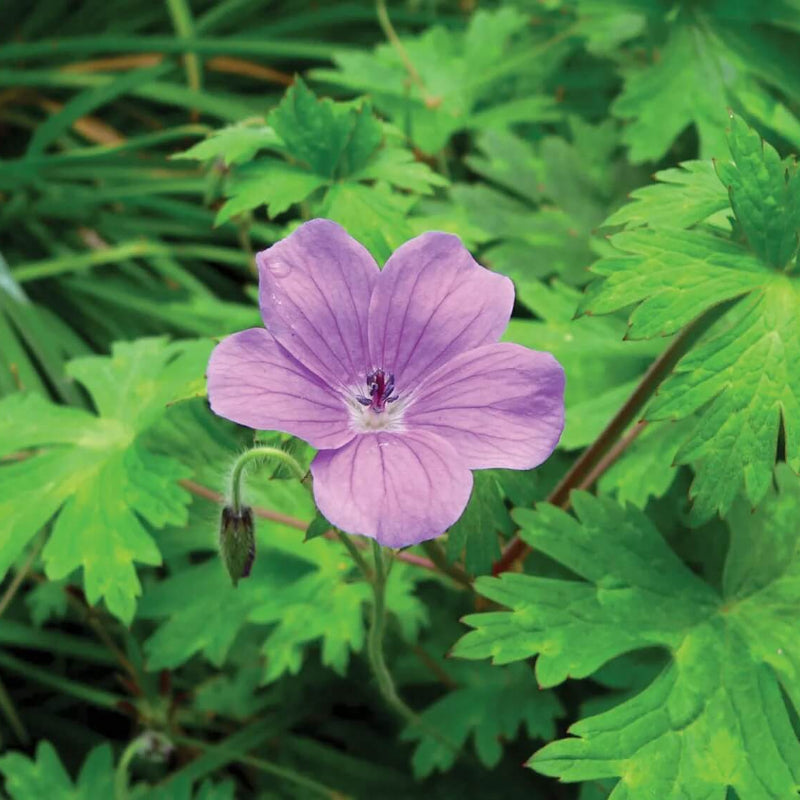 Geranium Seeds