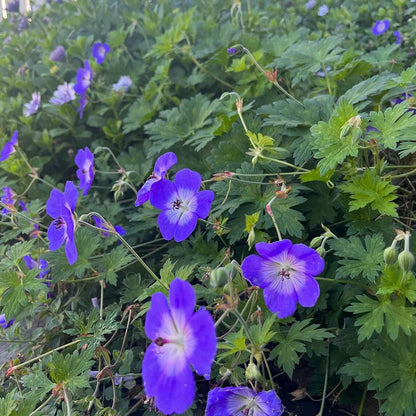 Geranium Seeds