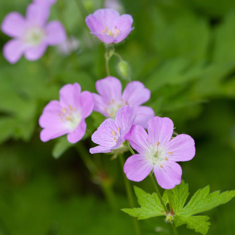 Geranium Seeds