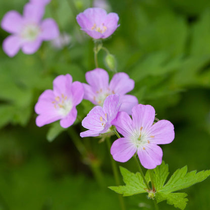 Geranium Seeds