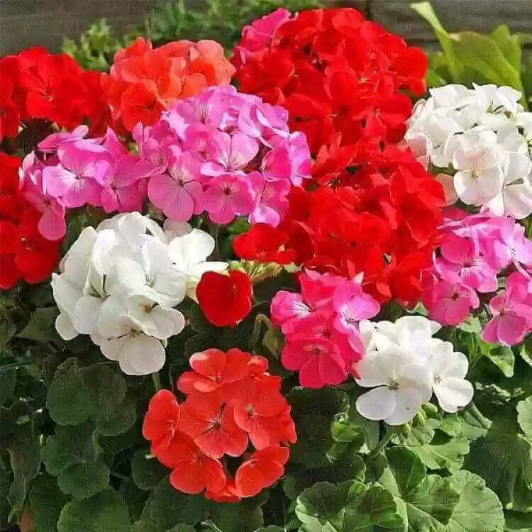 Geranium Seeds - Flower Plant