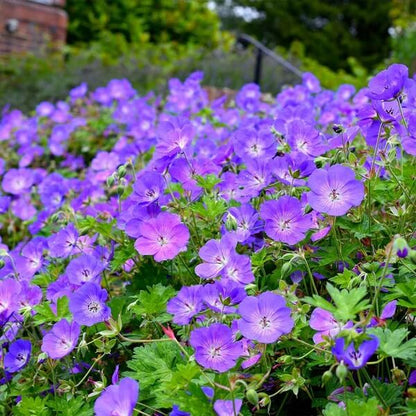 Geranium seeds - Flower Plant