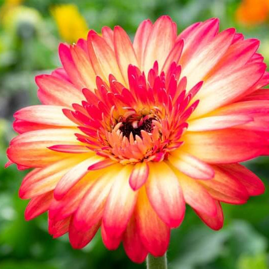 Gerbera Daisy Seeds