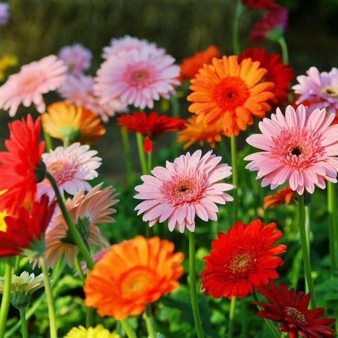 Gerbera Daisy Seeds