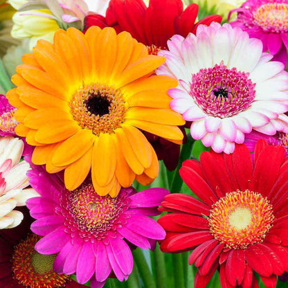 Gerbera Daisy Seeds