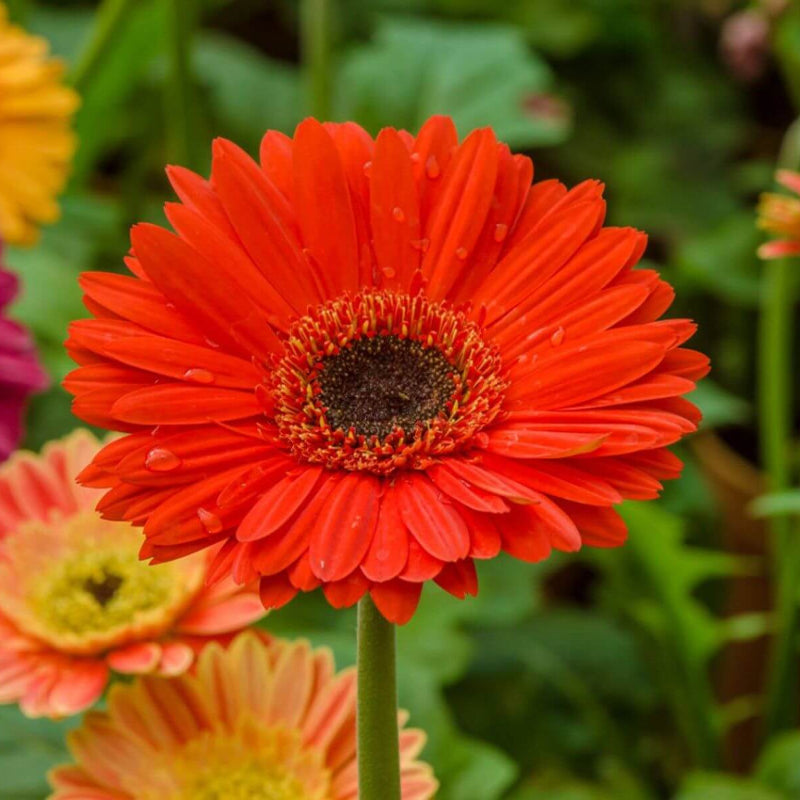 Gerbera Daisy Seeds