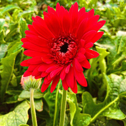 Gerbera Daisy Seeds - Flower Plant