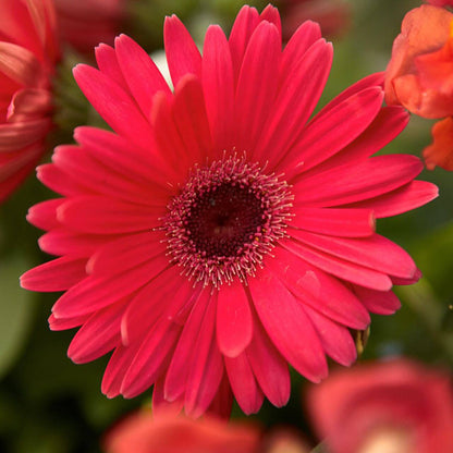 Gerbera Daisy Seeds - Flower Plant