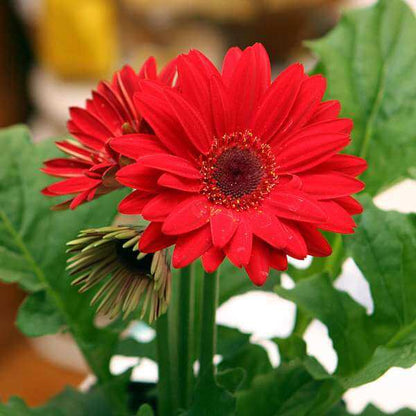 Gerbera Daisy Seeds - Flower Plant