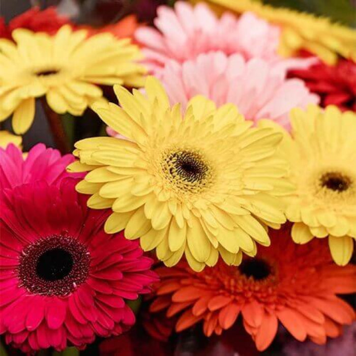 Gerbera seeds - Flower Plant