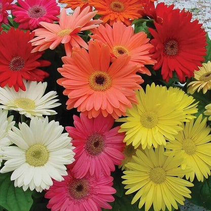Gerbera seeds - Flower Plant