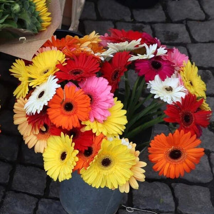 Gerbera seeds - Flower Plant