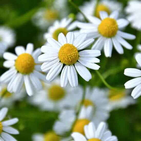 German Chamomile Chamomile Seeds